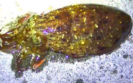 １８日は焼津港　ふぃっしゅーなにて、コウイ…